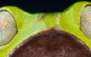 two very wide eyes on a bright green/yellow frog