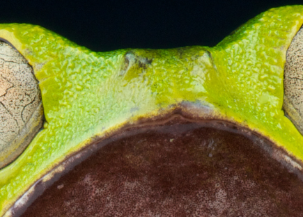 two very wide eyes on a bright green/yellow frog