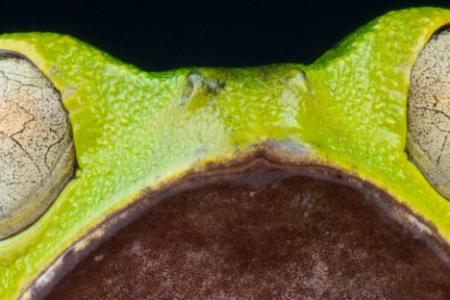 two very wide eyes on a bright green/yellow frog