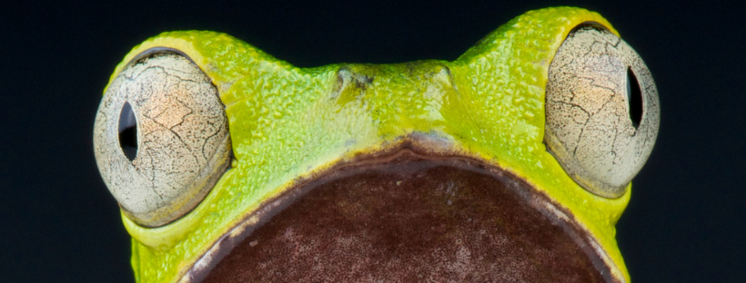 two very wide eyes on a bright green/yellow frog